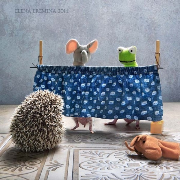 The Photographer’s Cute Best Friend: The Daily Life of the Cute Little Hedgehog