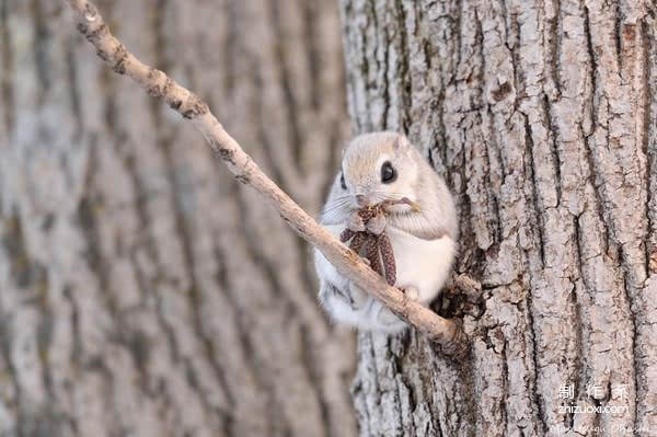 Furry Siberian flying squirrel root forest elf