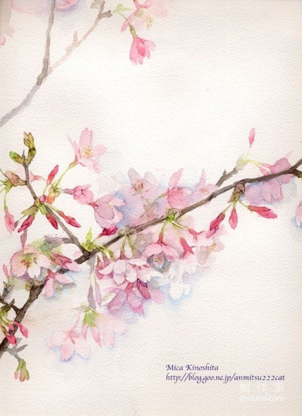  Appreciation of the pink-toned Japanese cherry blossom illustrations by illustrator Mica Kinoshita