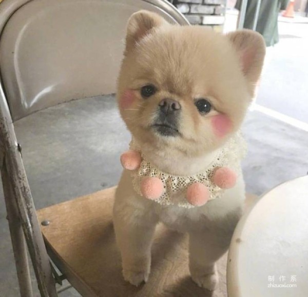 The Pomeranian with its own blush is so cute.