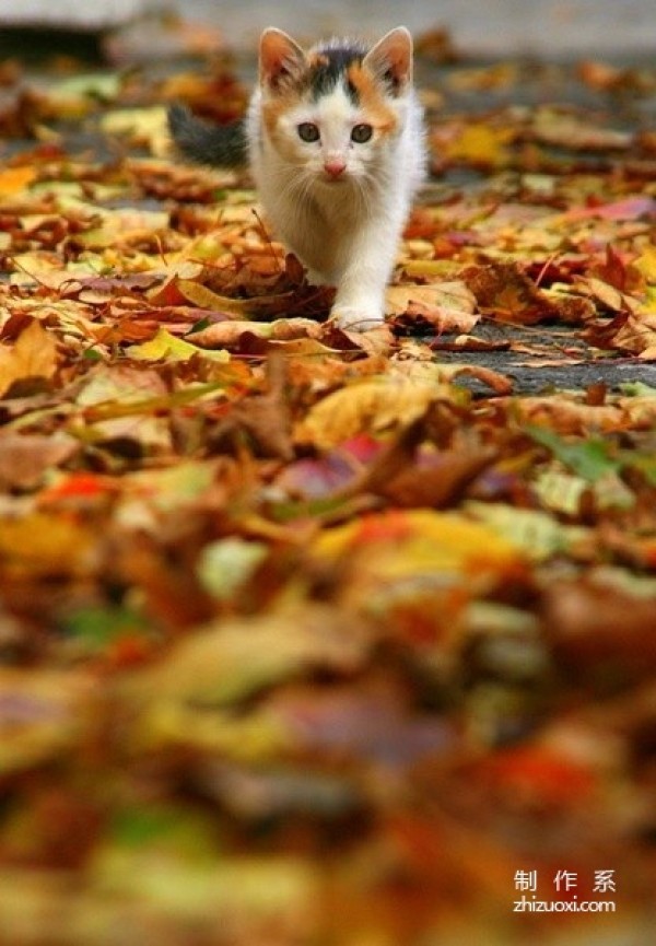 Enjoy autumn with cats and taste autumn