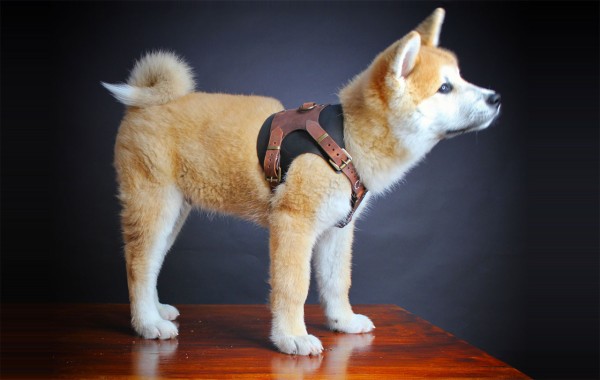 Make your own harness for your dog