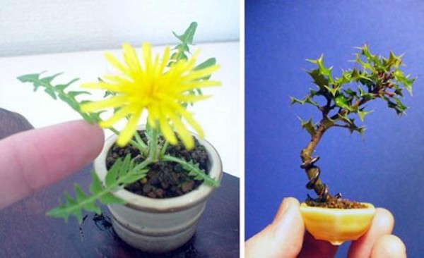 Three centimeters super mini bonsai