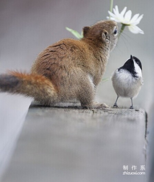 Squirrel and Bird