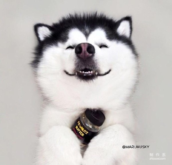 Nine consecutive shots of MARU the husky’s magical smile