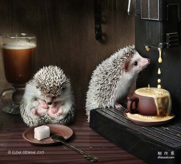 The Photographer’s Cute Best Friend: The Daily Life of the Cute Little Hedgehog