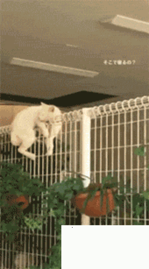 Netizens saw the cat stuck on the railing and rushed to rescue it, but...