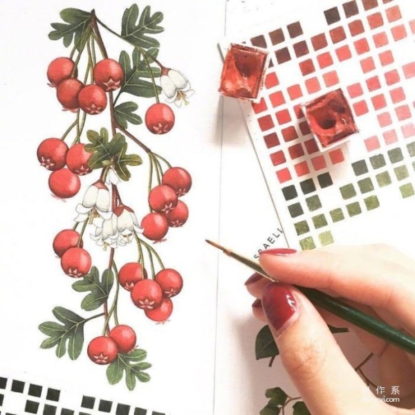 Sharing a wave of plant watercolor paintings~ It’s also very good as a handbook material!