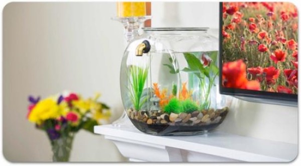 Fish tank with automatic drain and water change