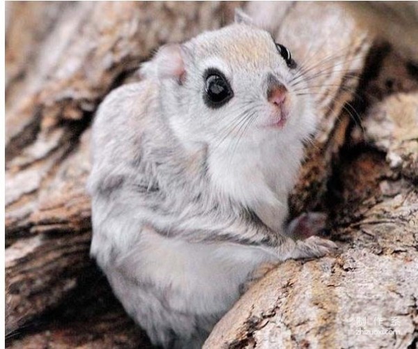 Furry Siberian flying squirrel root forest elf