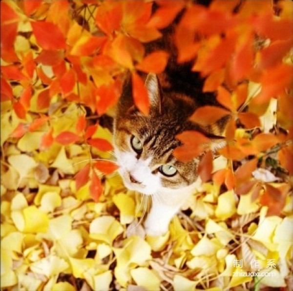 Enjoy autumn with cats and taste autumn