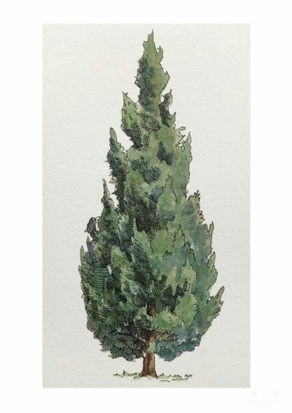 Watercolor painting of various trees