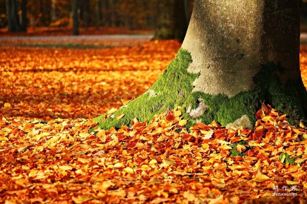 Aesthetic pictures of fallen leaves with strong autumn charm