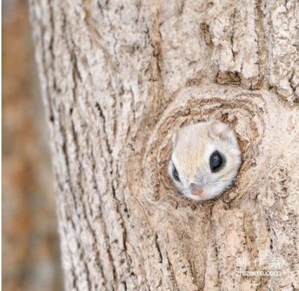 Furry Siberian flying squirrel root forest elf