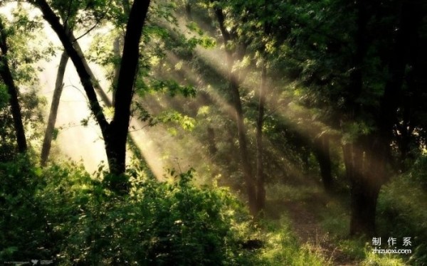 Breathtakingly beautiful forest wallpaper - the first one Sunshine Through the Forest