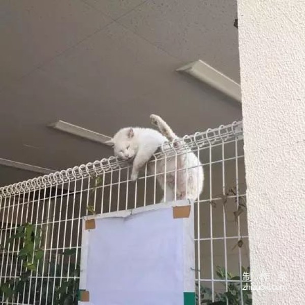 Netizens saw the cat stuck on the railing and rushed to rescue it, but...