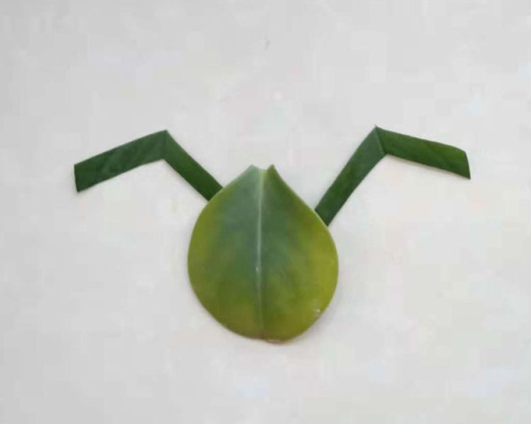 Illustrated tutorial for making spider leaf stickers using leaves and beans