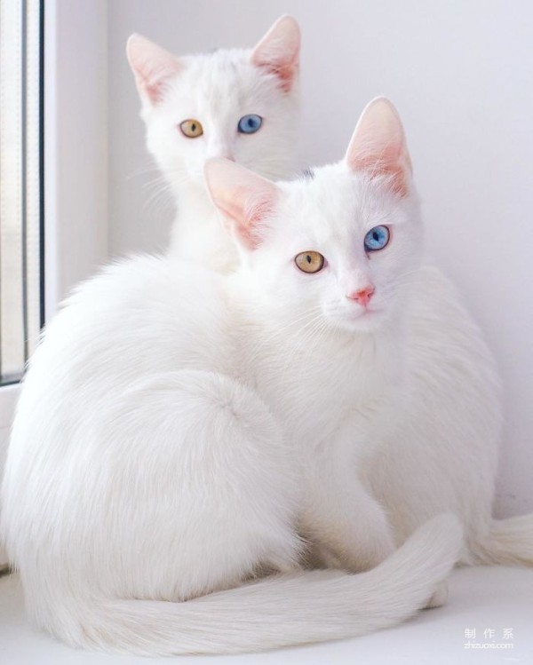 Twin cats with heterochromatic eyes capture everyone’s hearts with their elegant appearance