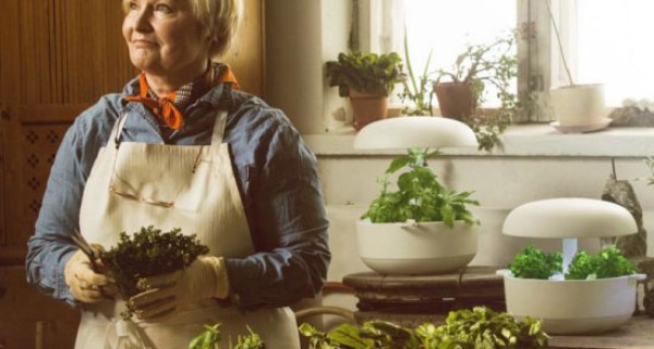 Smart garden Plantui allows you to eat fresh vegetables without leaving home