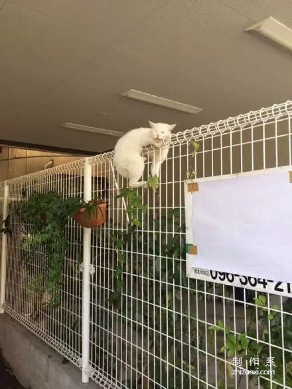 Netizens saw the cat stuck on the railing and rushed to rescue it, but...