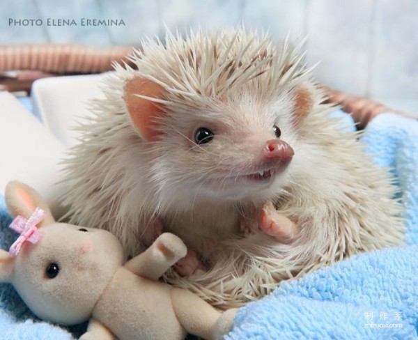 The Photographer’s Cute Best Friend: The Daily Life of the Cute Little Hedgehog