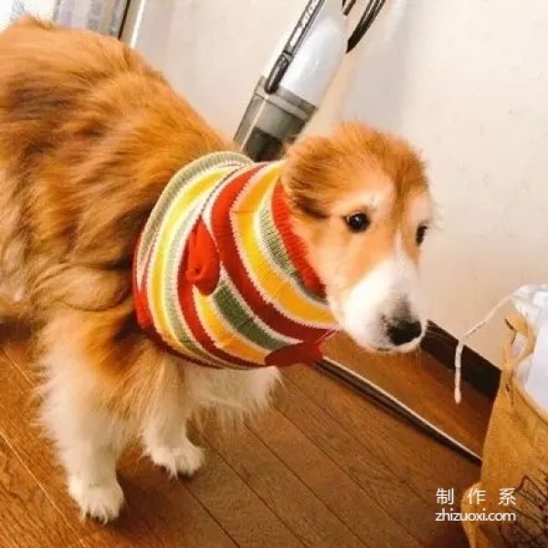 The owner bought a piece of clothing for his dog, thinking it would look cool in it, but he ended up laughing...