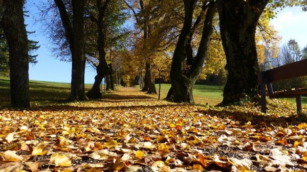 Aesthetic pictures of fallen leaves with strong autumn charm