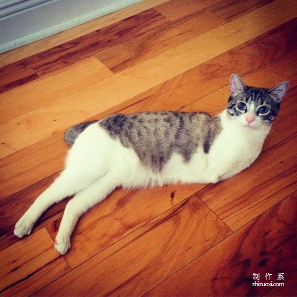 The cat born without front legs is as happy as a bunny