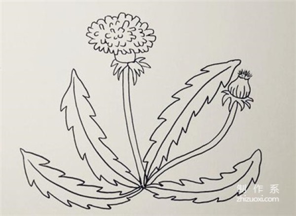 Learn to draw simple drawings, simple drawings of dandelions