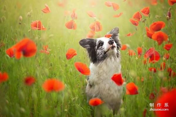 Super beautiful dog photo of little angel in the flowers