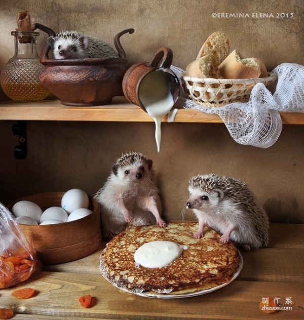 The Photographer’s Cute Best Friend: The Daily Life of the Cute Little Hedgehog