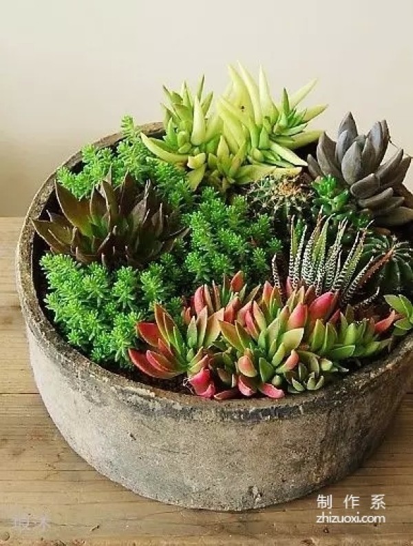  You can also grow succulents like this...