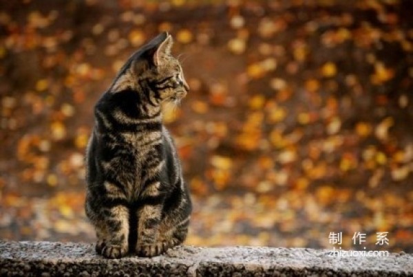 Enjoy autumn with cats and taste autumn