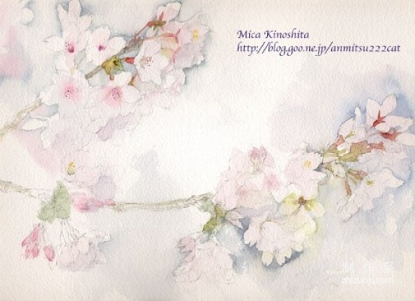  Appreciation of the pink-toned Japanese cherry blossom illustrations by illustrator Mica Kinoshita