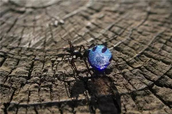 Glass Insect Art Made to Nearly One-to-One Scale