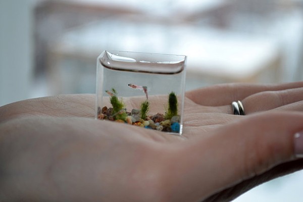 pocket fish tank