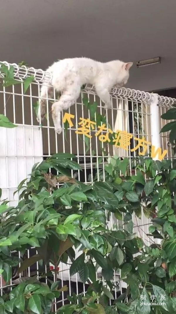 Netizens saw the cat stuck on the railing and rushed to rescue it, but... 