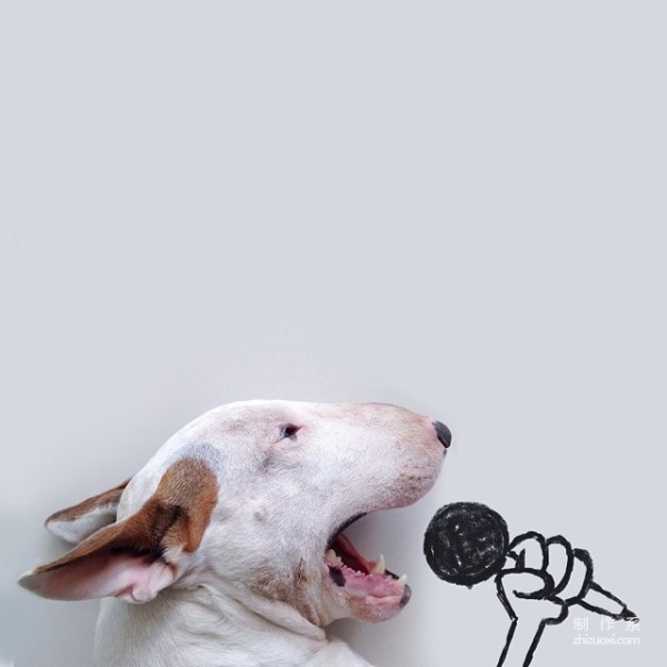 Bull Terrier: The leader of the silly and cute world