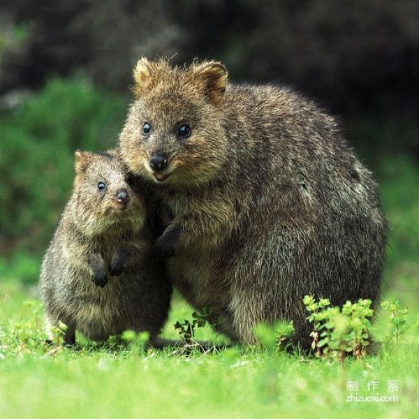 The happiest animal---quokka