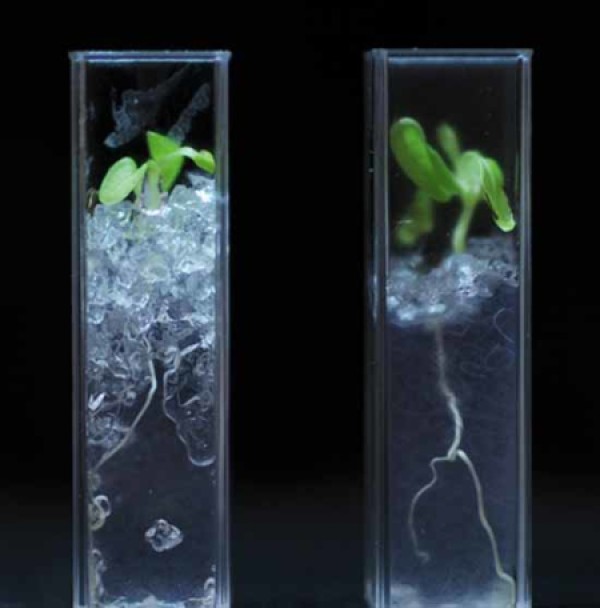 Scientists develop artificial transparent soil