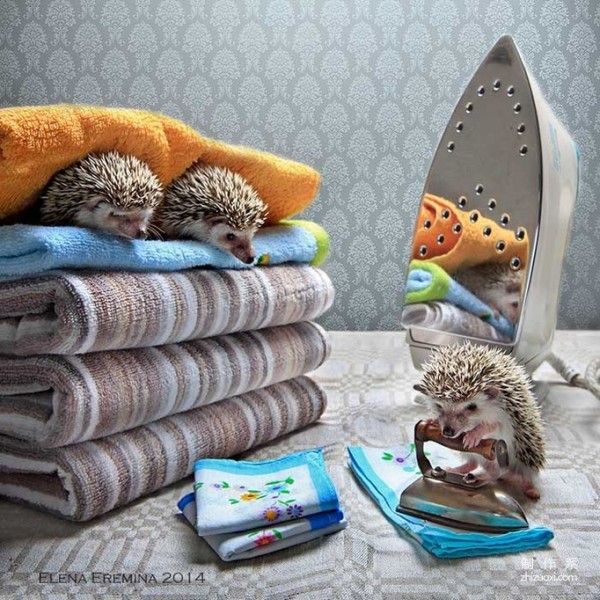 The Photographer’s Cute Best Friend: The Daily Life of the Cute Little Hedgehog