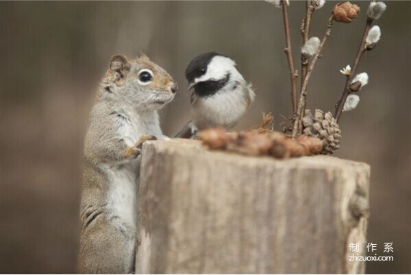 Squirrel and Bird