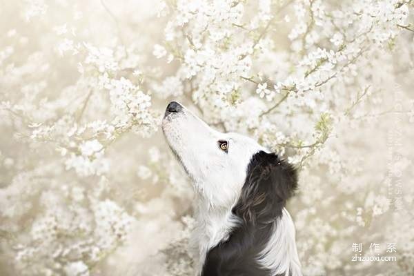 Little angel in the flowers super beautiful dog photo