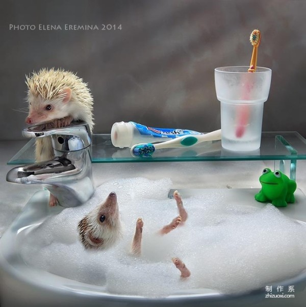 The Photographer’s Cute Best Friend: The Daily Life of the Cute Little Hedgehog