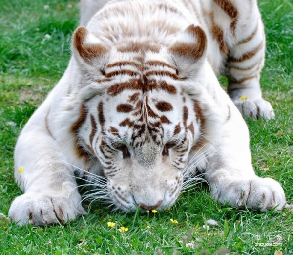 Capture the moment of healing. Cute photos of animals sniffing flowers.