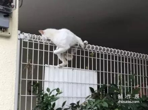 Netizens saw the cat stuck on the railing and rushed to rescue it, but...