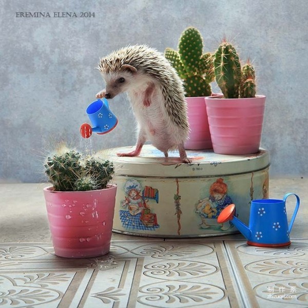 The Photographer’s Cute Best Friend: The Daily Life of the Cute Little Hedgehog