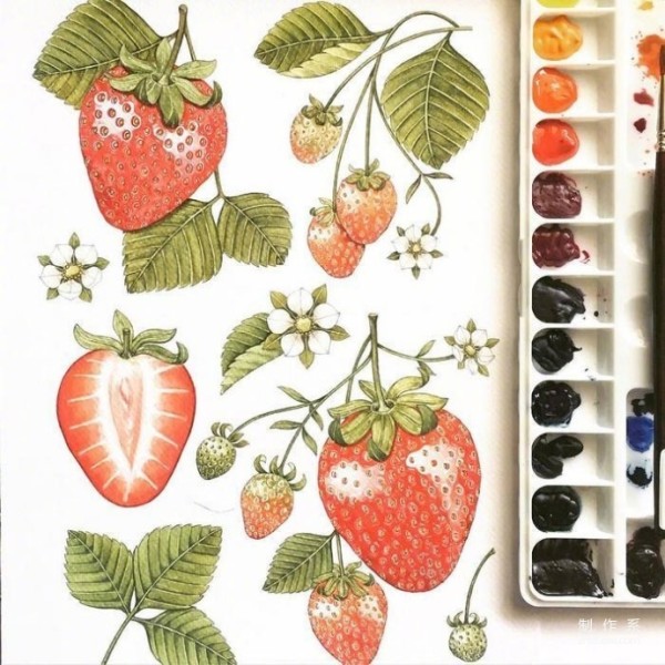 Sharing a wave of plant watercolor paintings~ It’s also very good as a handbook material!