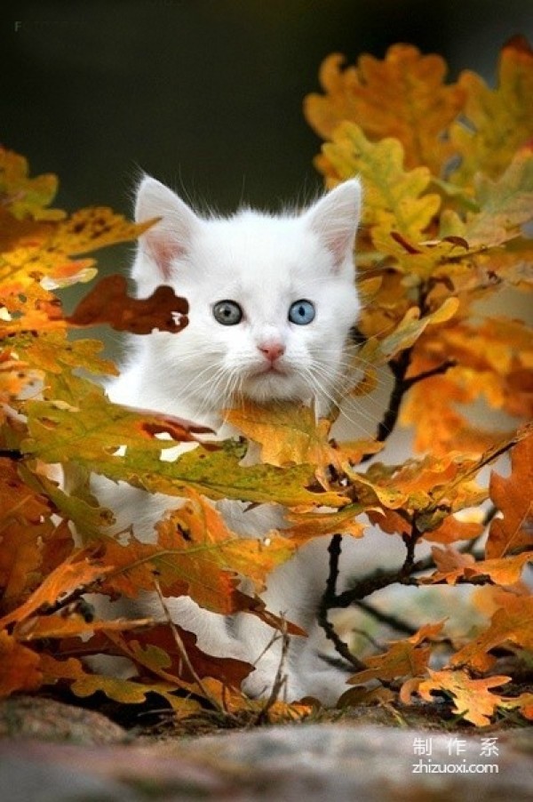 Enjoy autumn with cats and taste autumn