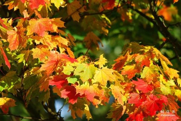 Aesthetic pictures of fallen leaves with strong autumn charm